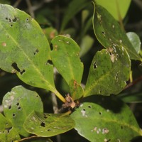 Aegiceras corniculatum (L.) Blanco